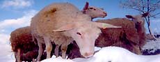 brebis dans la neige